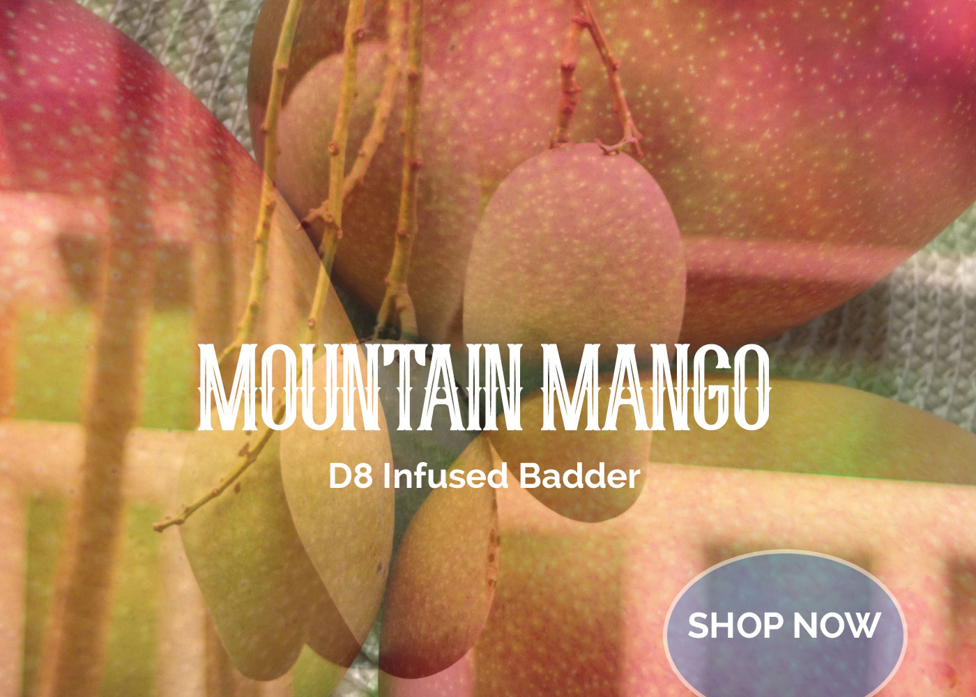 Mountain Mango D8 Infused Badder Mango Flavor For Sale