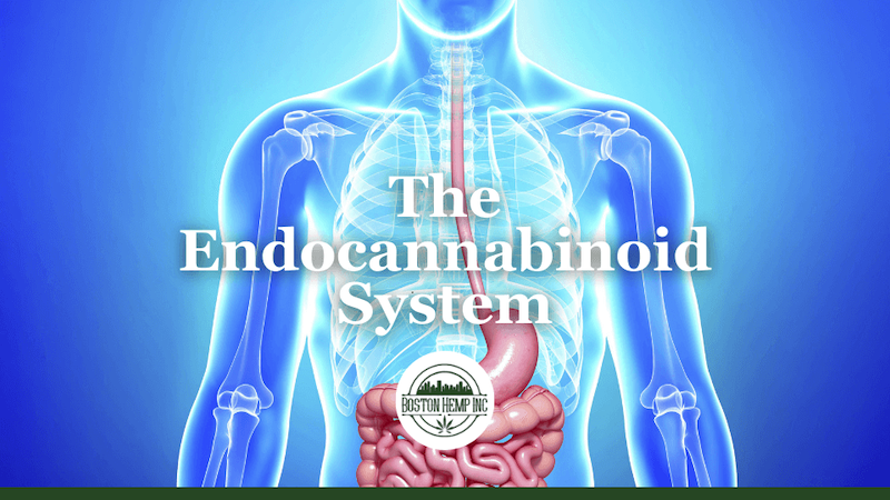 The Endocannabinoid System