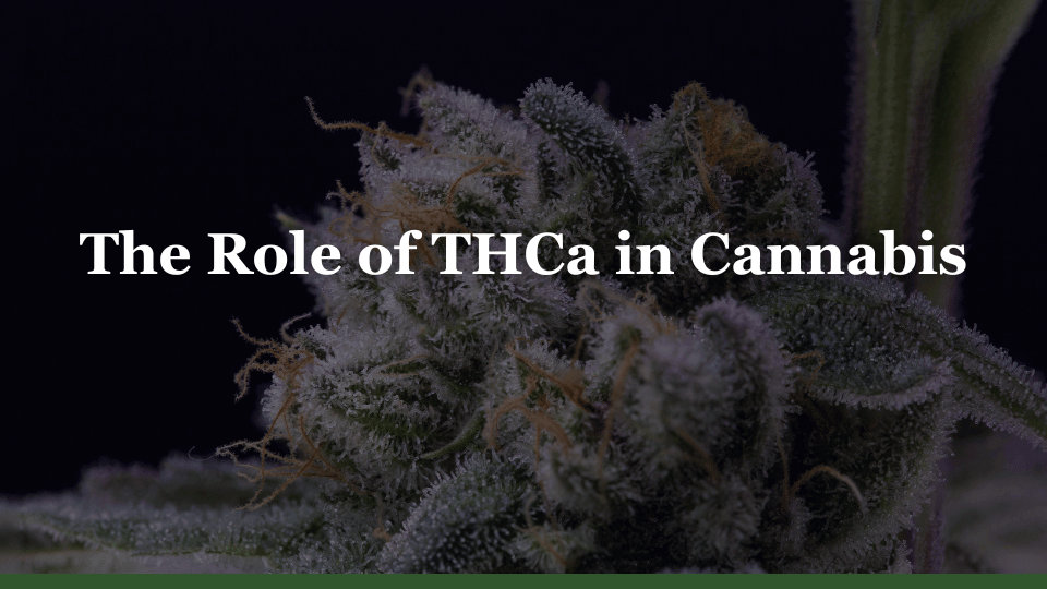 The Role of THCa in Cannabis