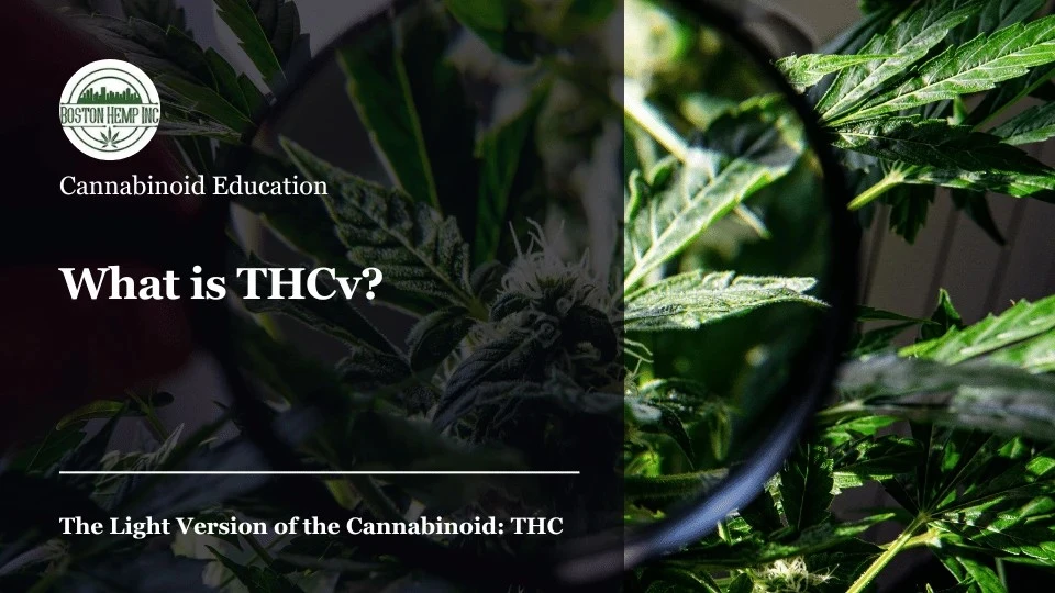 What is THCv?
