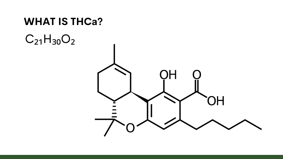 What is THCa?