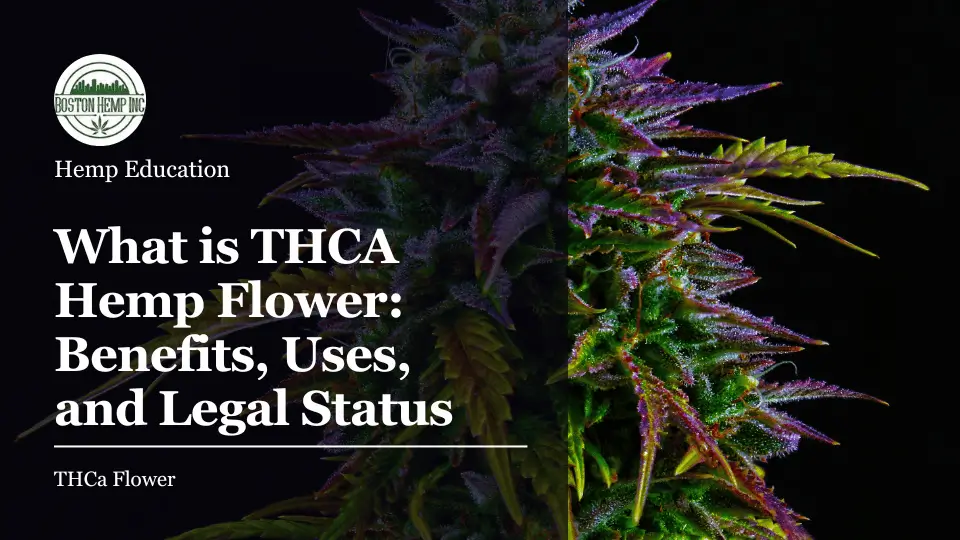 What is THCA Hemp Flower_ Benefits, Uses, and Legal Status