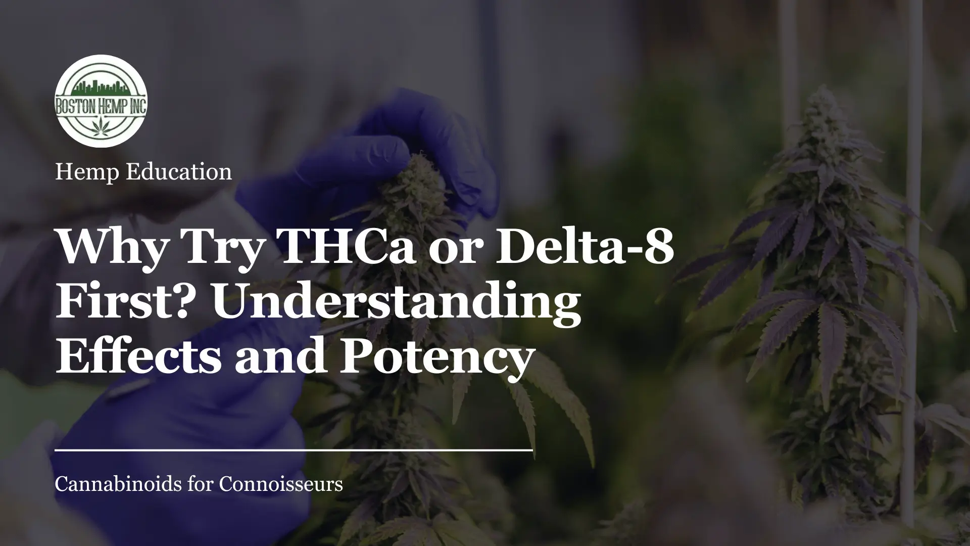 Why Try THCa or Delta-8 First_ Understanding Effects and Potency