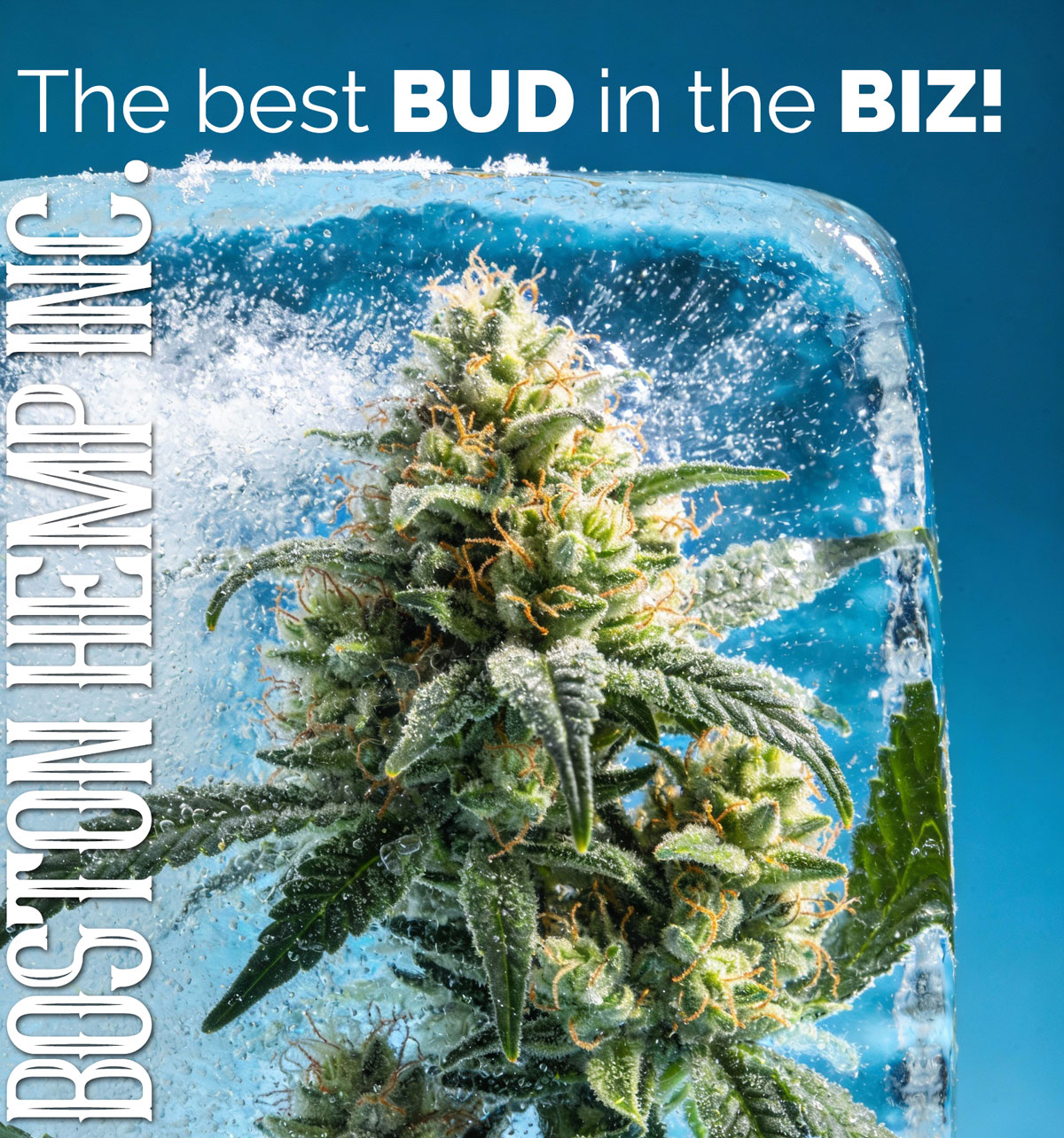 boston-hemp-best-bud